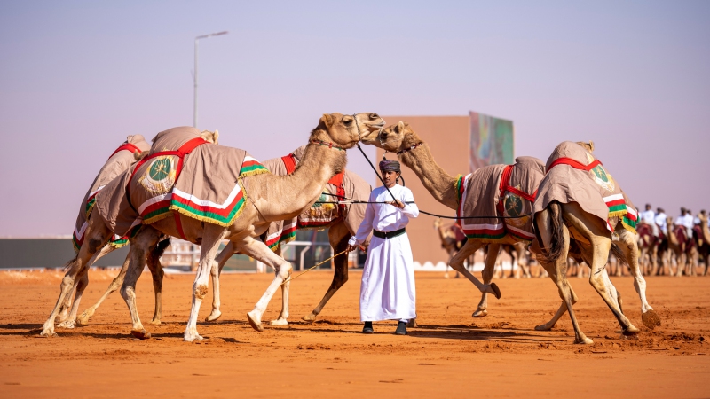 الهجانة السلطانية تشارك في مهرجان الملك عبد العزيز للإبل بالسعودية وفعالية الهجن وكأس العالم 2022 بقطر